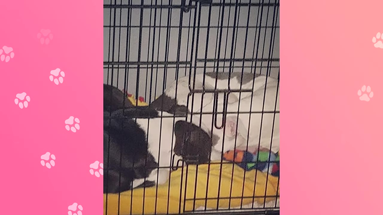 Two dogs sleeping curled up together inside a wire crate on a yellow blanket.