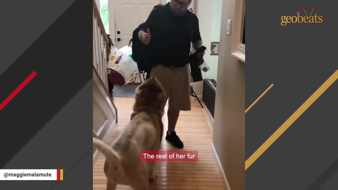 A dog with its body fur shaved, leaving only the fur on its head, stands in a hallway looking up at a man.