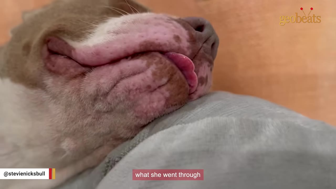 A close-up shot of a sleeping dog's snout and mouth with its tongue slightly sticking out as it rests on a grey cushion.