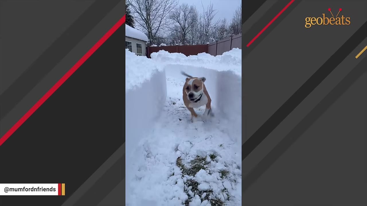 A tan and white dog runs through a pathway shoveled out of deep snow in a backyard.