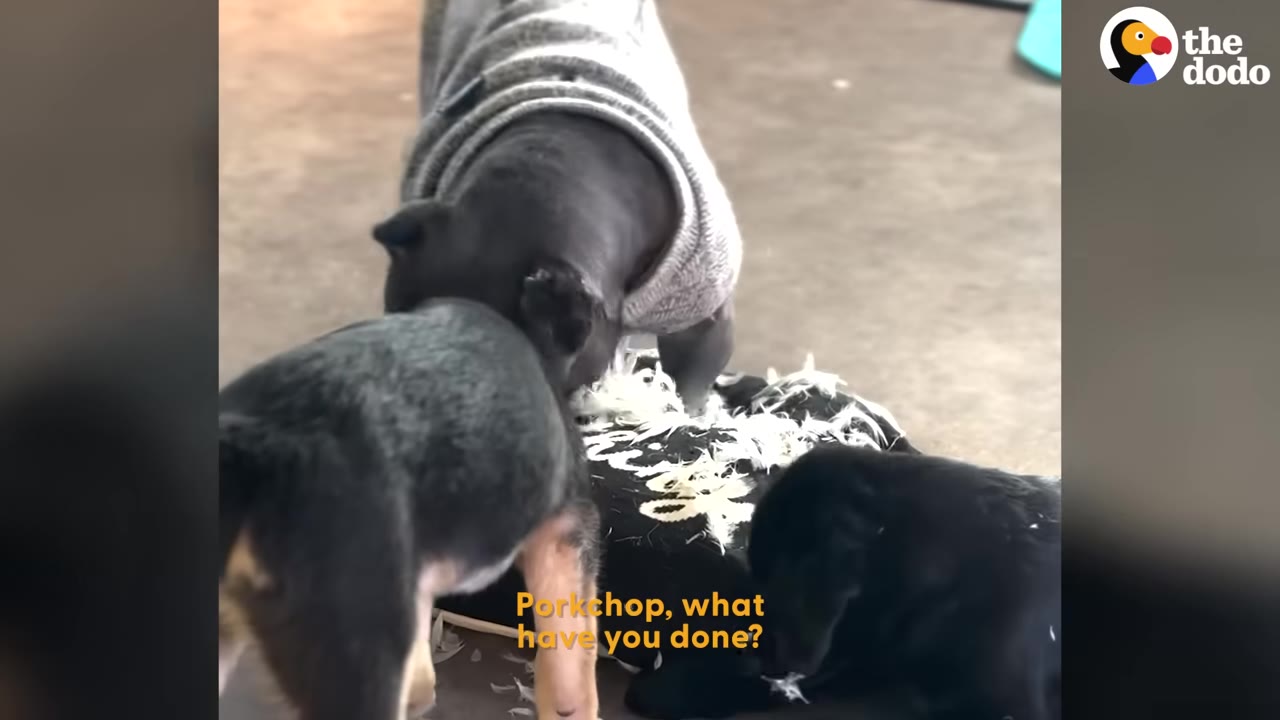 A black dog wearing a grey sweater stands over a torn pillow with feathers spilling out, while two other puppies look on.