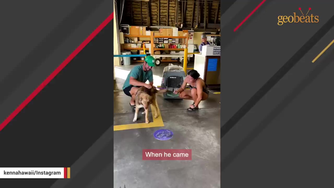 A brown dog stands outside its travel crate as a man in a green cap and a woman crouch down to pet and welcome him.