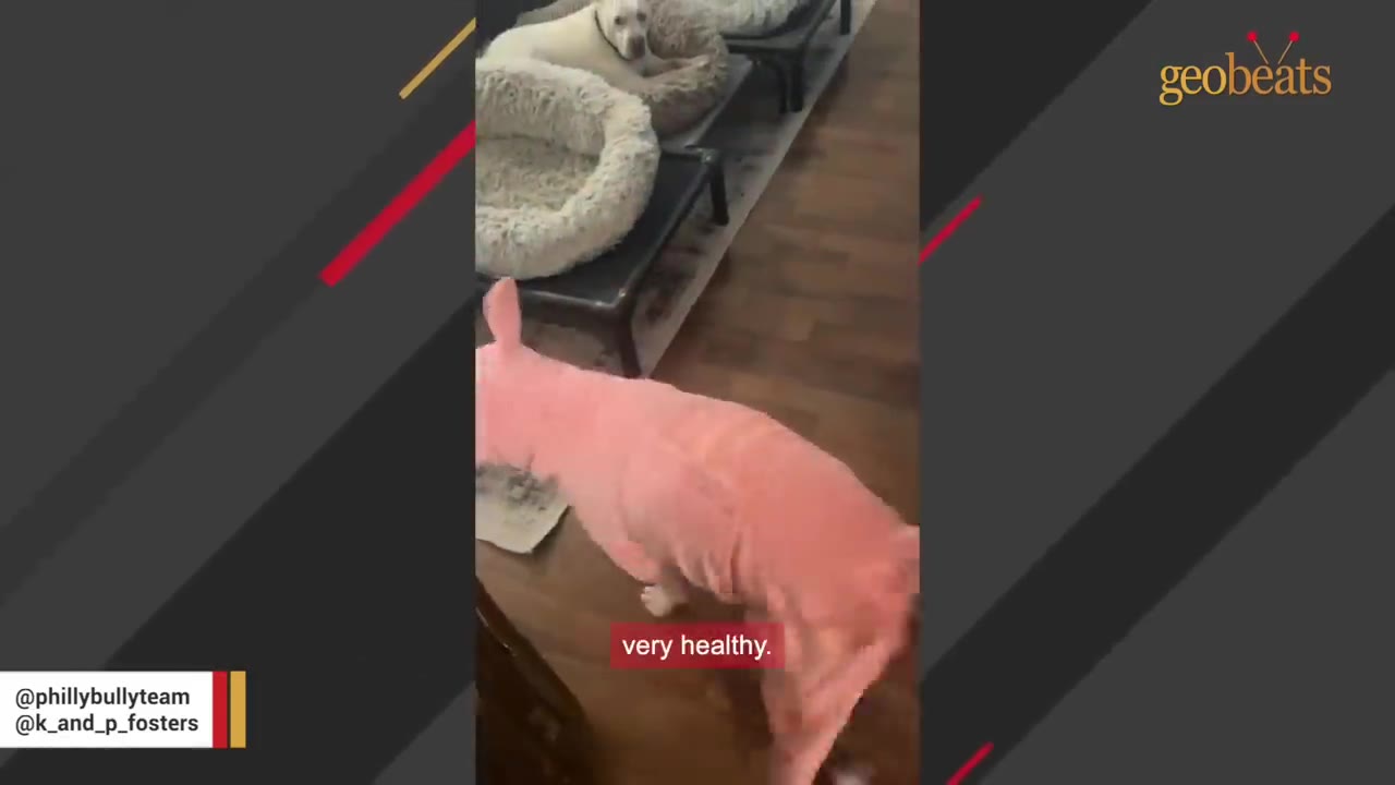 A dog wearing a pink fleece outfit walks across a wooden floor near a dog bed.