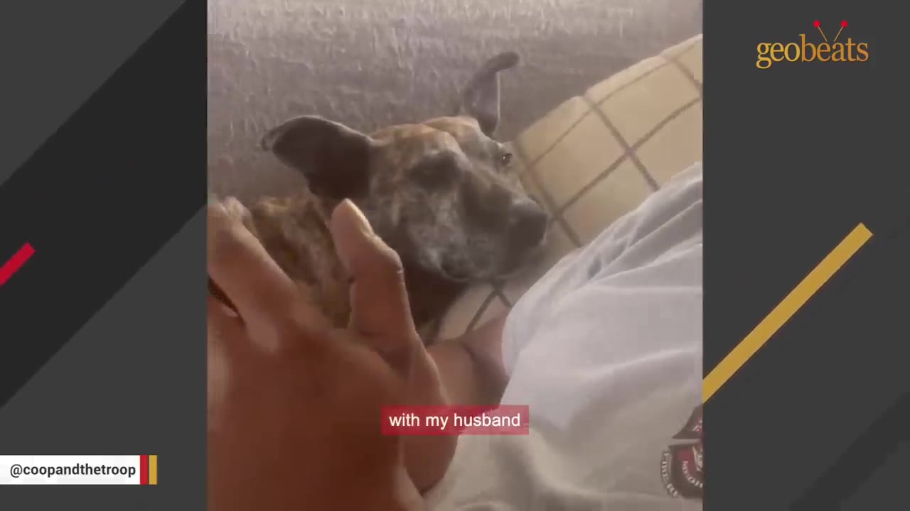 A brindle dog rests its head on a couch next to a man wearing a white t-shirt.