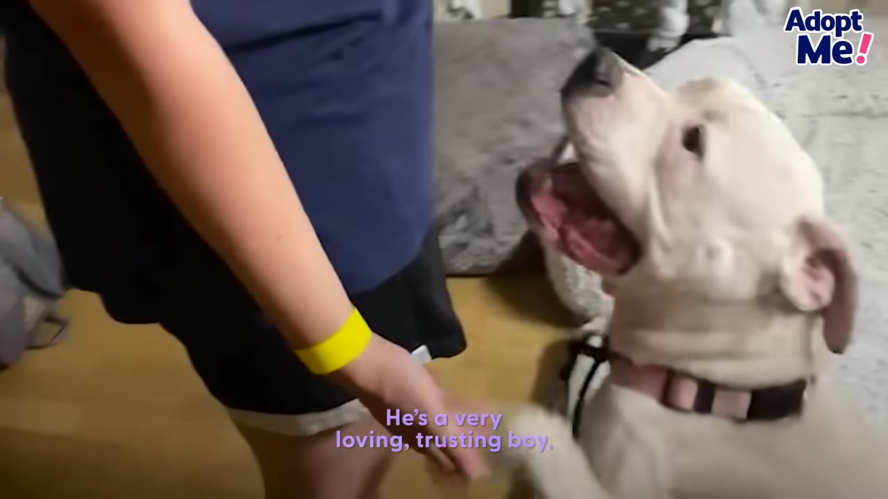 A happy white dog with brown patches looks up at a person and offers its paw, with an 'Adopt Me!' logo in the corner.