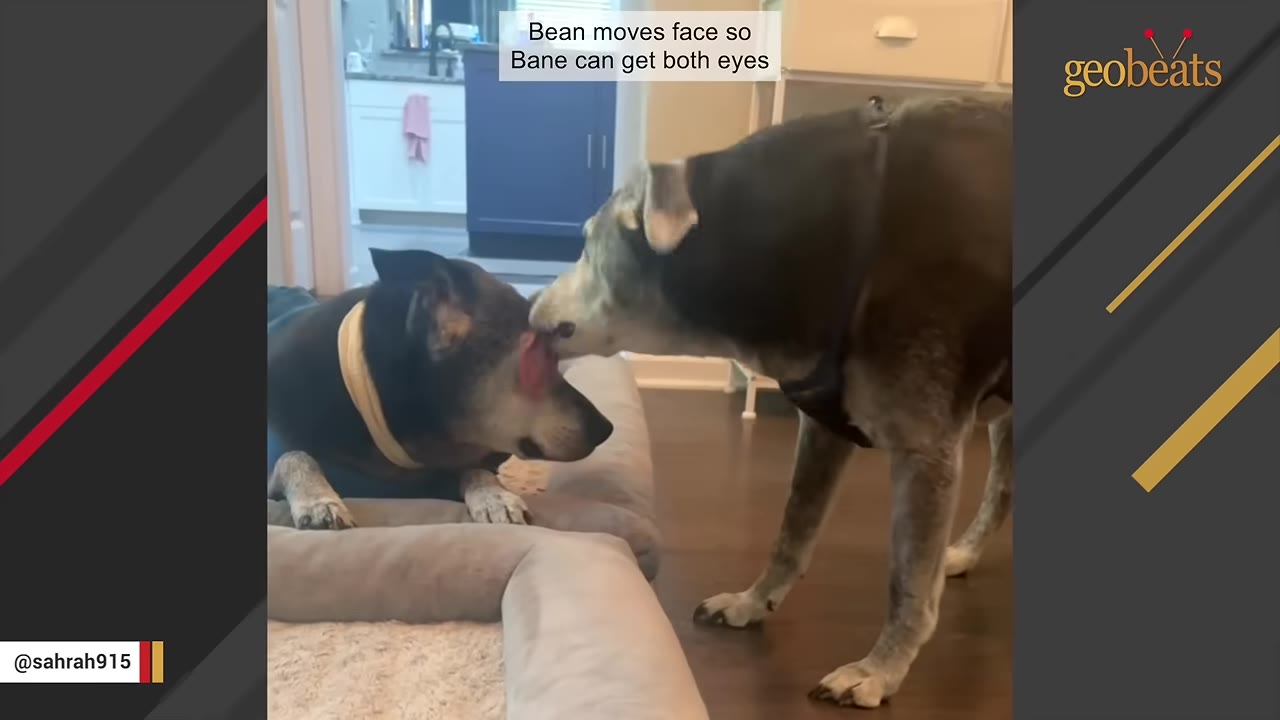 A dog standing on the floor licks the face and eye area of another dog lying down on a dog bed.