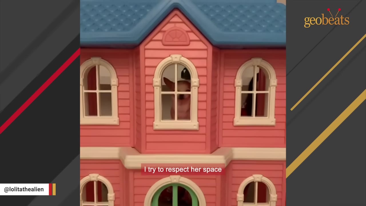 A tiny tan Chihuahua looks out of the window of a pink and blue toy dollhouse.