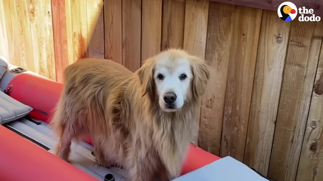 A fluffy golden retriever with a white face stands on a red and grey inflatable boat in front of a wooden fence.