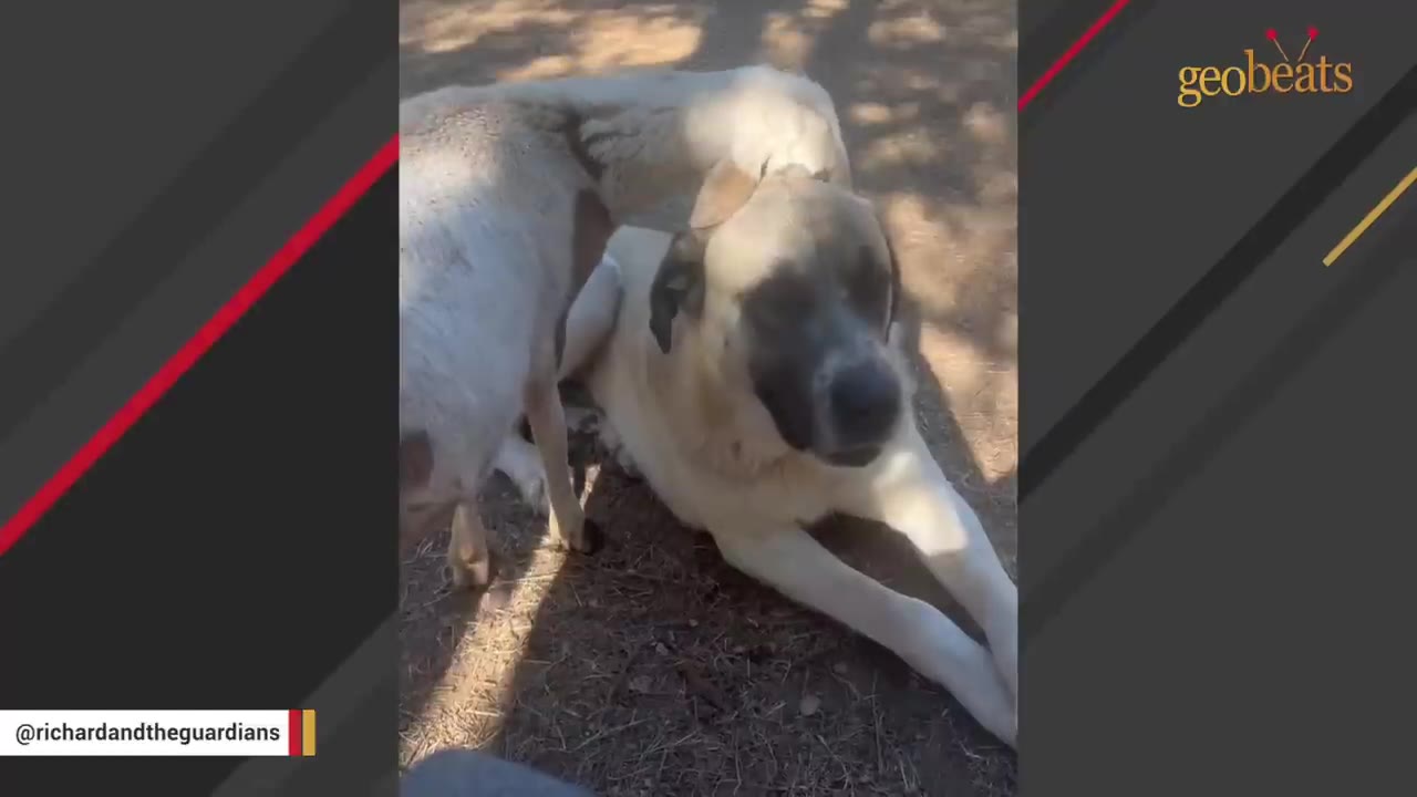 A large tan dog with a black muzzle lies on the ground while a white and brown goat stands close beside it.