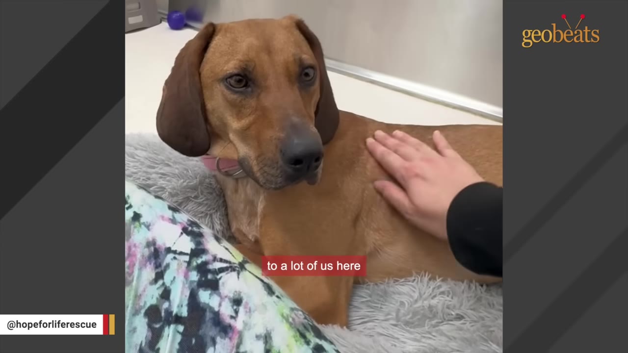 A brown dog with floppy ears lies on a fluffy grey pet bed while a person's hand gently pets its back.