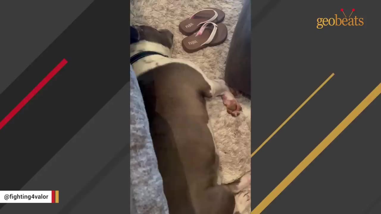 A brown and white dog lying down on a light-colored rug next to a pair of brown flip-flops.