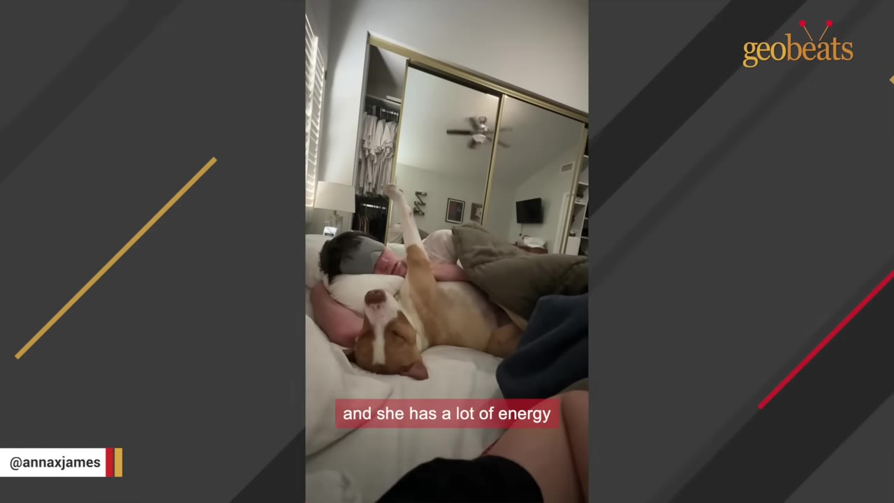 A tan and white dog lies relaxed on its back on a soft white bed next to a sleeping person.