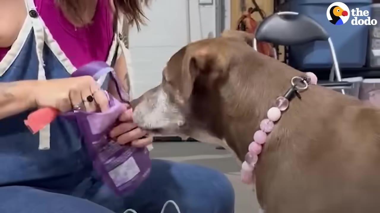 A brown dog wearing a pink beaded collar watches closely as a person in denim overalls opens a purple bag of treats.