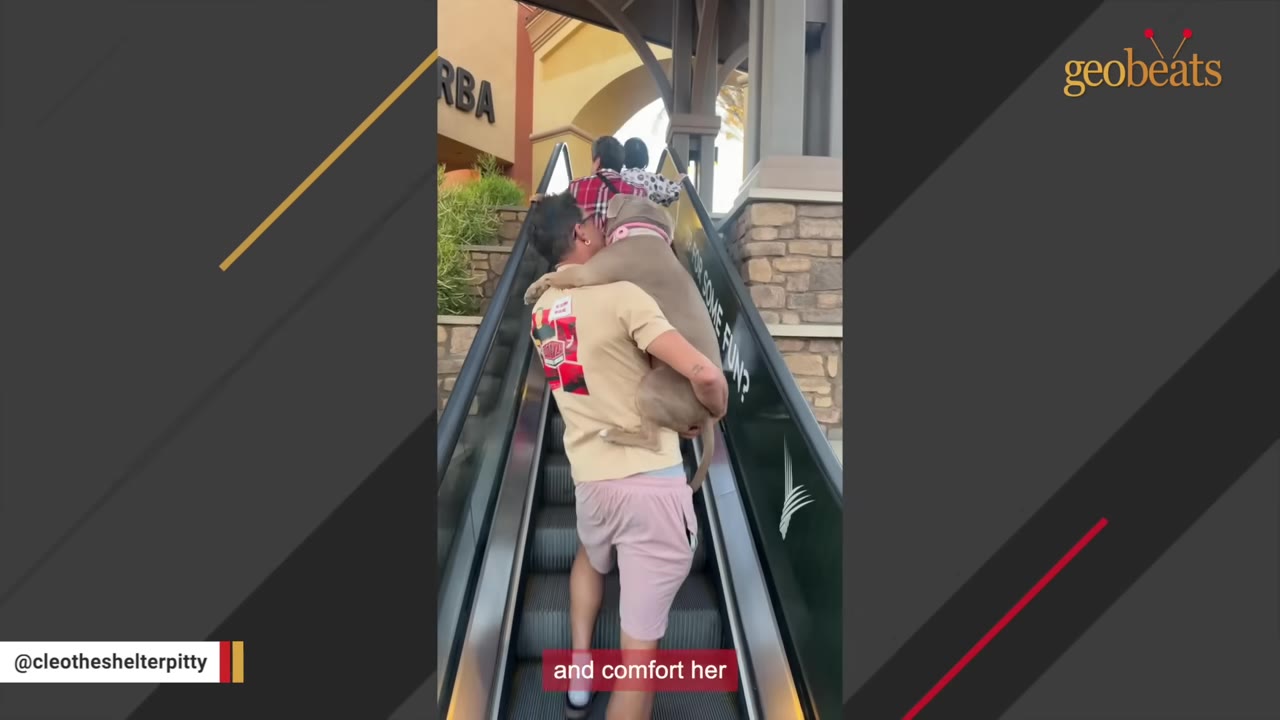 A man in a beige t-shirt and pink shorts carries a large grey pit bull in his arms like a baby while riding up an outdoor escalator.