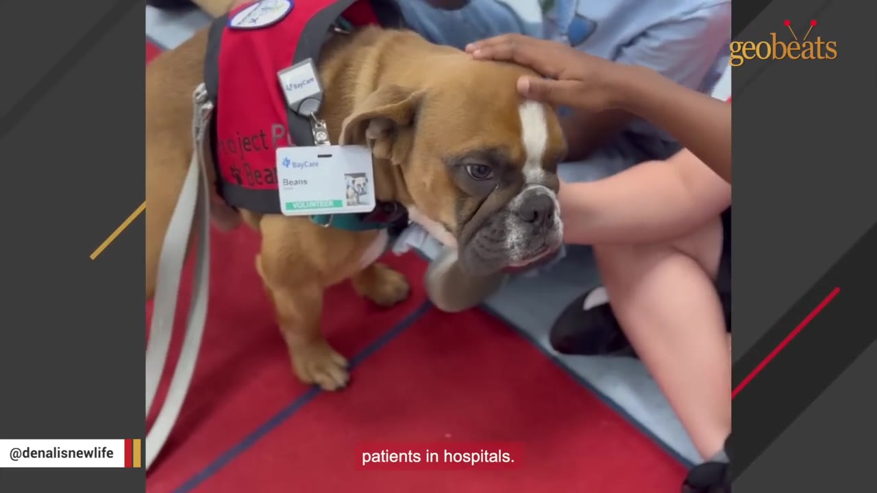A small brown bulldog named Beans wearing a red volunteer vest and ID badge is gently petted on the head by a person.