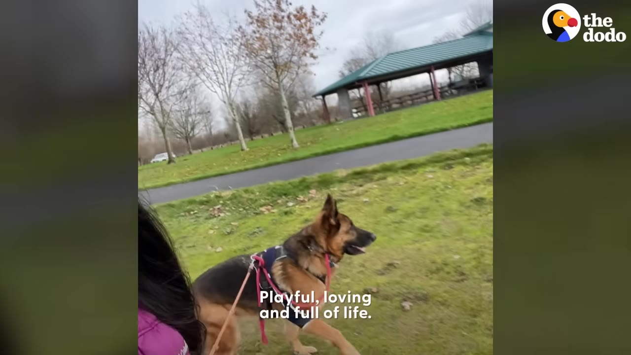 A German Shepherd wearing a harness walks energetically on a leash through a grassy park area.