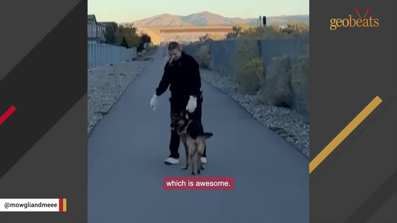 A healthy German Shepherd dog with a full, beautiful coat walks on a paved path next to its owner.