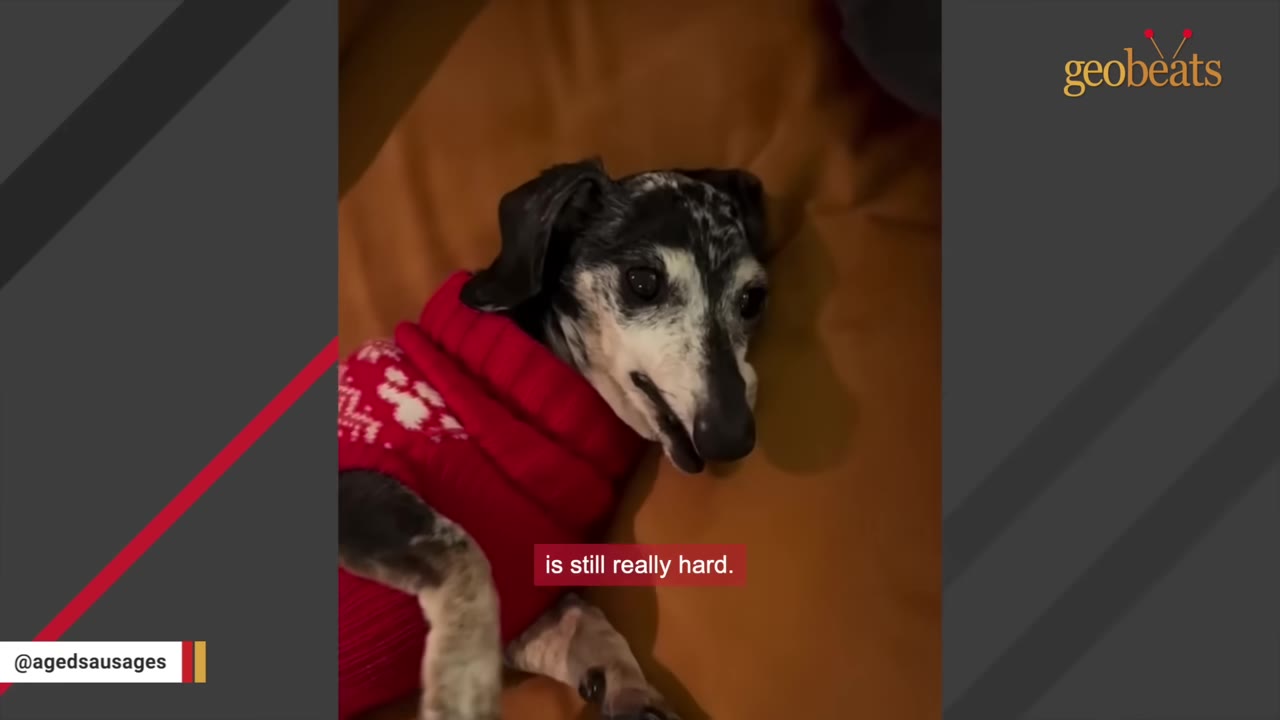 A close-up of a small, senior dapple dachshund wearing a red sweater, lying on a brown cushion and looking towards the camera.