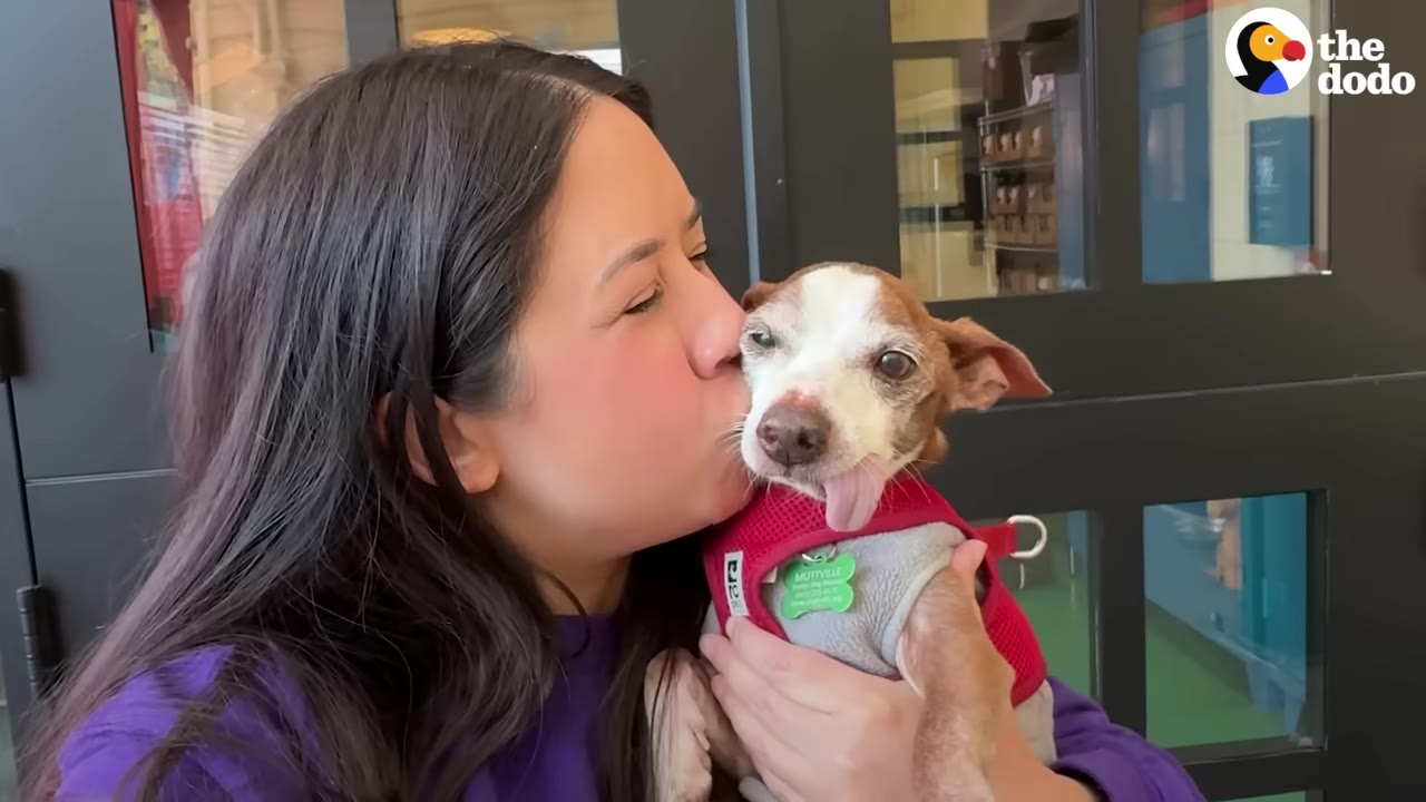 A woman with long dark hair kisses a small, senior brown and white dog wearing a red harness on the cheek as the dog looks forward with its tongue sticking out.