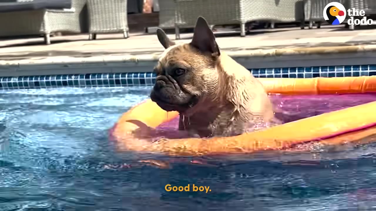 A French bulldog sits in an orange and pink inflatable float in a swimming pool.