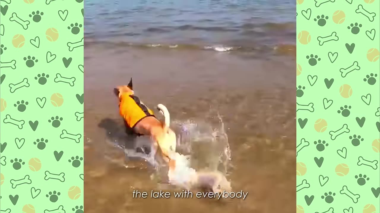 A tan dog wearing an orange life vest runs into the shallow water of a lake, splashing as it goes.
