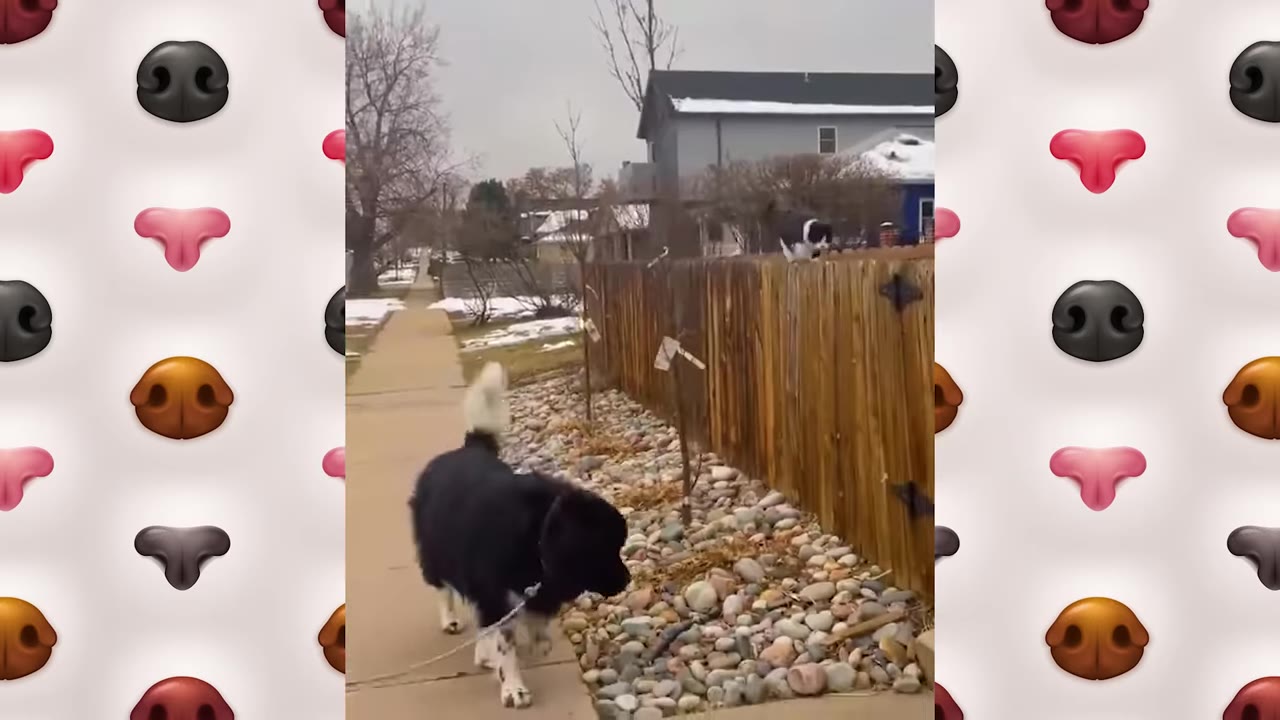 A black dog on a leash walks along a sidewalk while a black-and-white cat walks along the top of a wooden fence beside it.