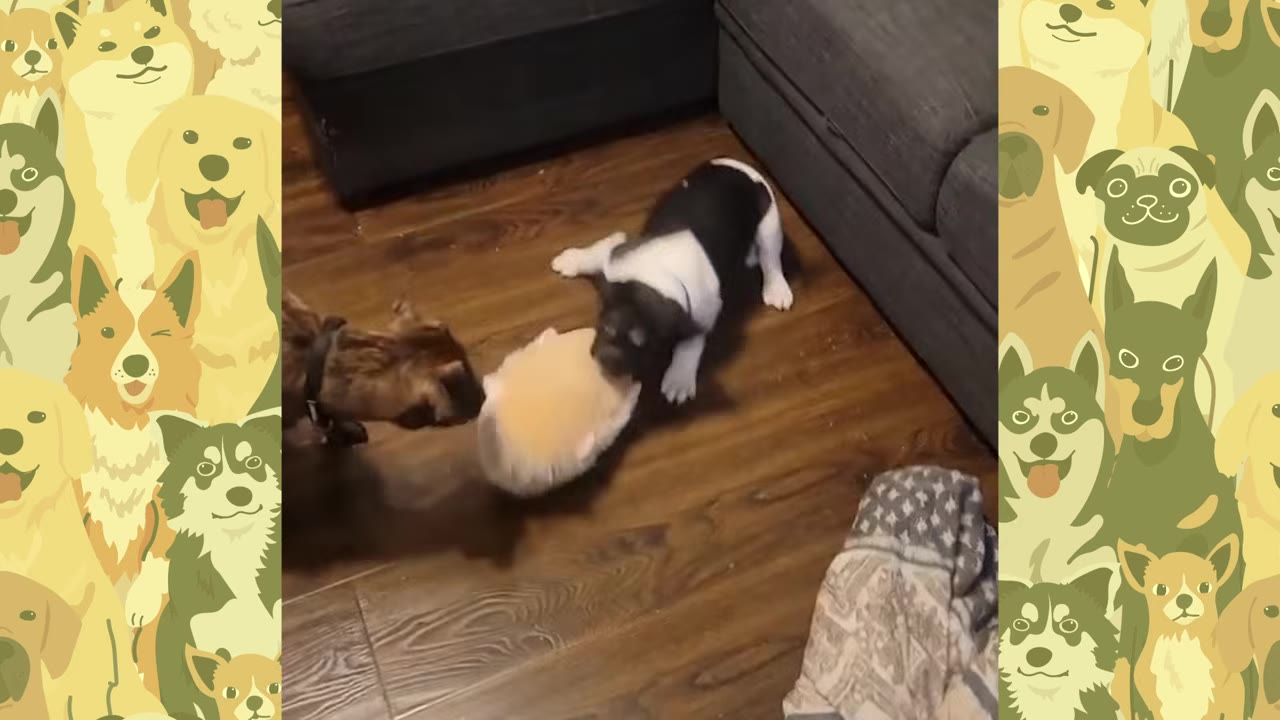 A black and white French Bulldog puppy and a brindle dog playing together with a plush toy on a wooden floor.