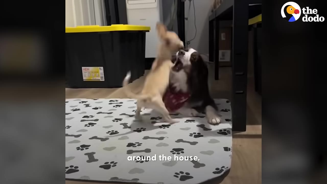 A small tan puppy playfully pounces on a larger brown and white dog lying on a paw-print mat.