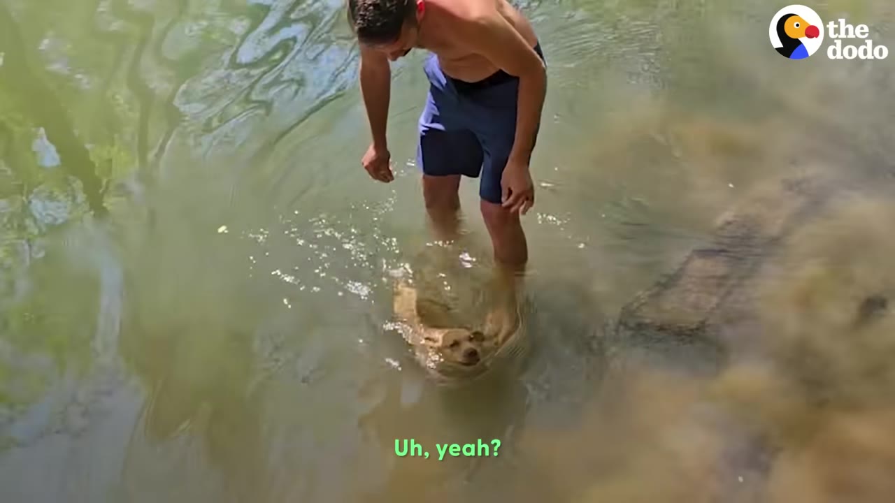 A man in blue swim trunks stands in shallow, murky green water next to a small tan puppy swimming near his legs.