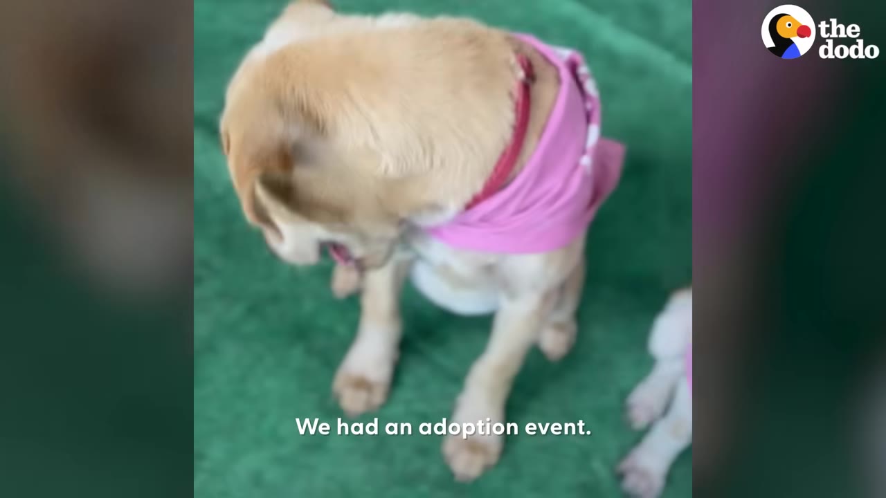 A light-colored dog wearing a pink bandana sits on a green surface during an adoption event.