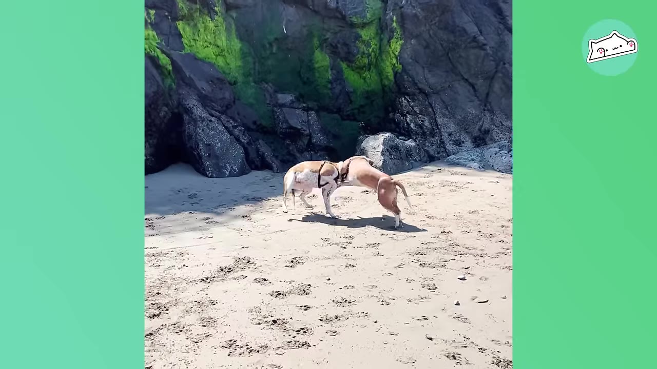 Two brown and white dogs greeting each other on a sandy beach in front of a large dark rock formation.