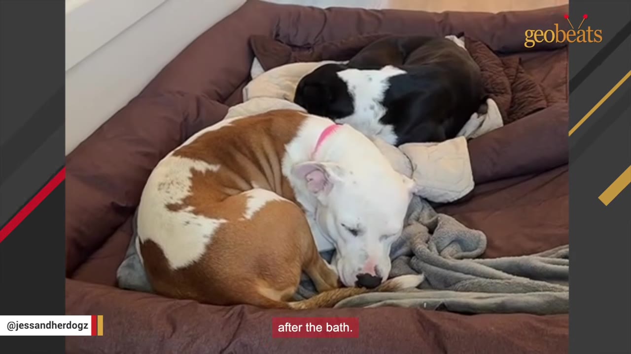 A brown and white dog curled up sleeping next to a black and white dog in a dog bed, with the caption 'after the bath.'