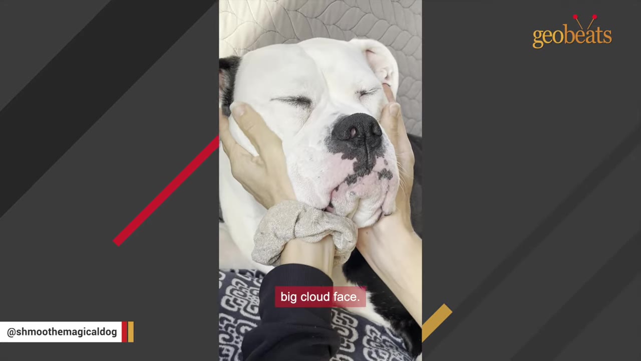 A close-up of a white dog's face being gently squished by a person's hands, with a subtitle reading 'big cloud face.'