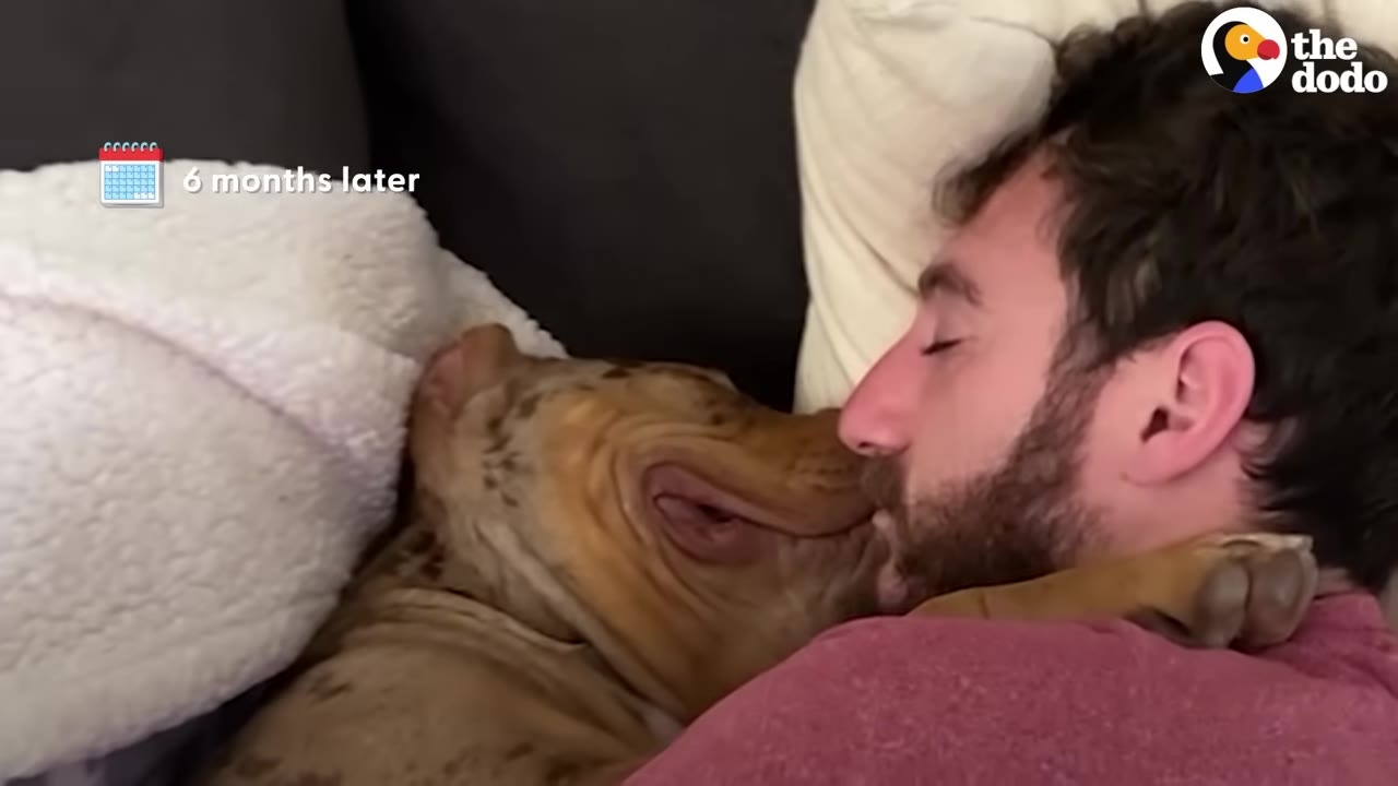A close-up of a brown and white spotted dog pressing its face affectionately against a sleeping man's cheek.