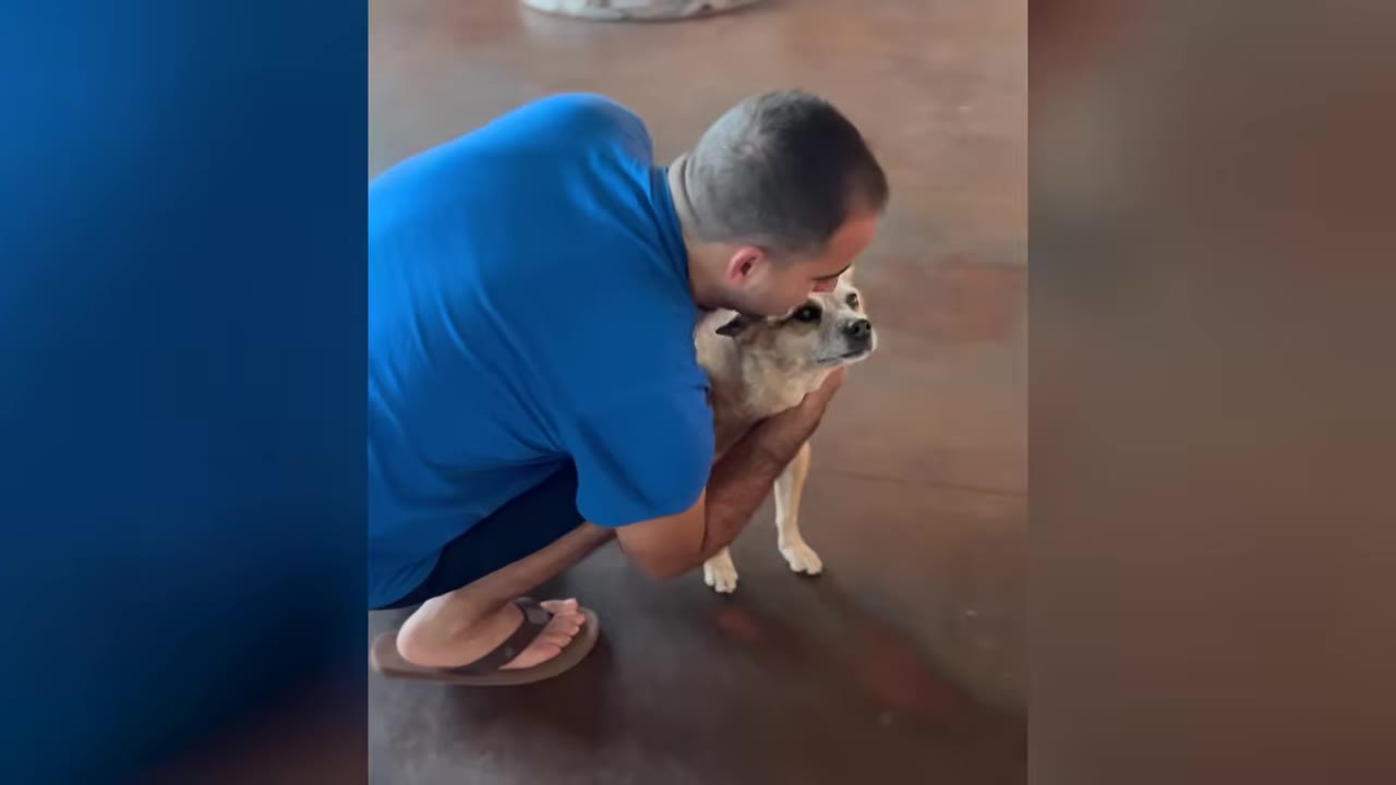 A man in a blue t-shirt crouches down to hug and kiss a small, light-brown dog on the head.