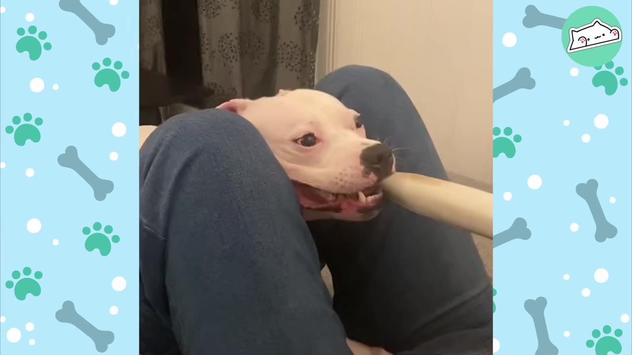 A white dog wedging its head tightly between a person's knees clad in blue jeans while holding a chew toy.