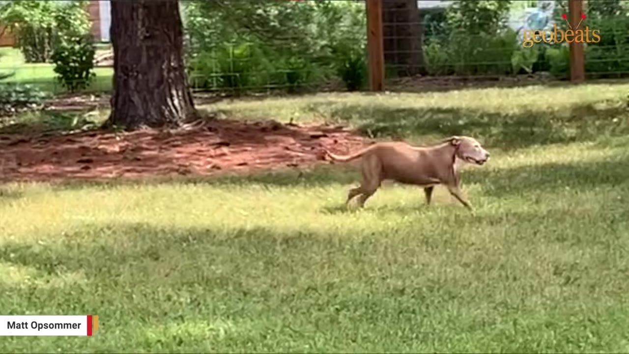 A brown dog running across a green, grassy lawn on a sunny day.