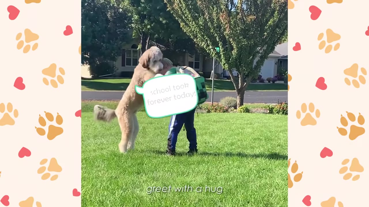 A large, fluffy light-brown dog stands on its hind legs to hug a young boy wearing a backpack on a green lawn.