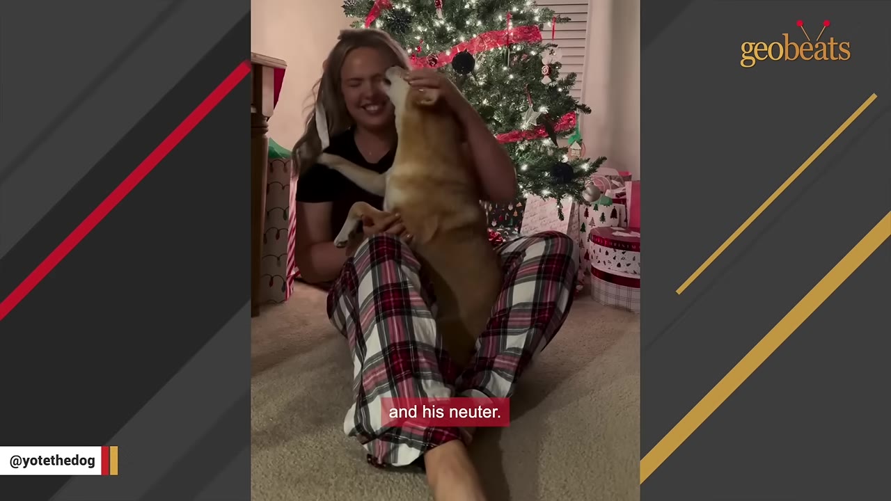 A woman wearing plaid pajama pants sits on the floor in front of a decorated Christmas tree, smiling as she holds a tan dog who is licking her face.