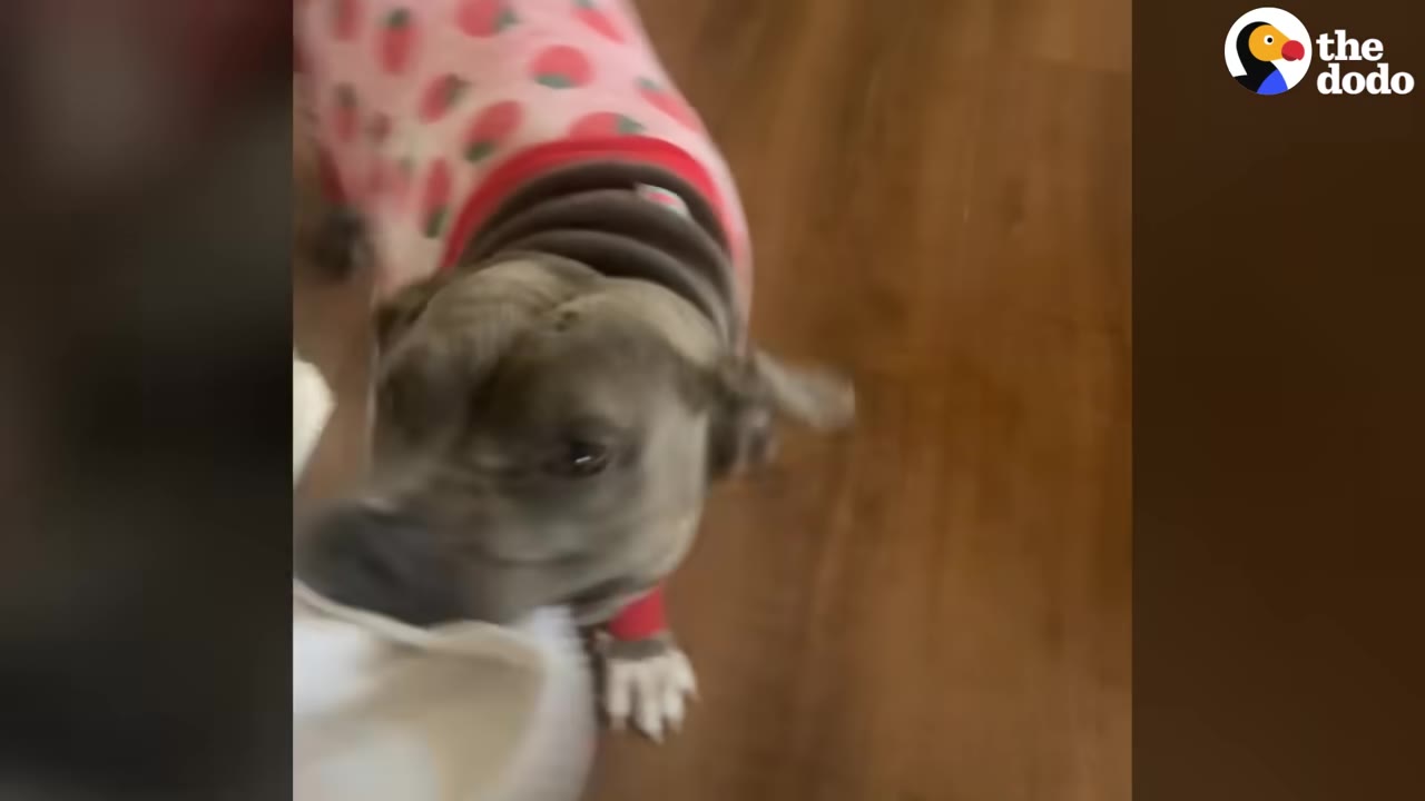 A grey dog wearing pink strawberry-patterned pajamas holds a white dish towel in its mouth.