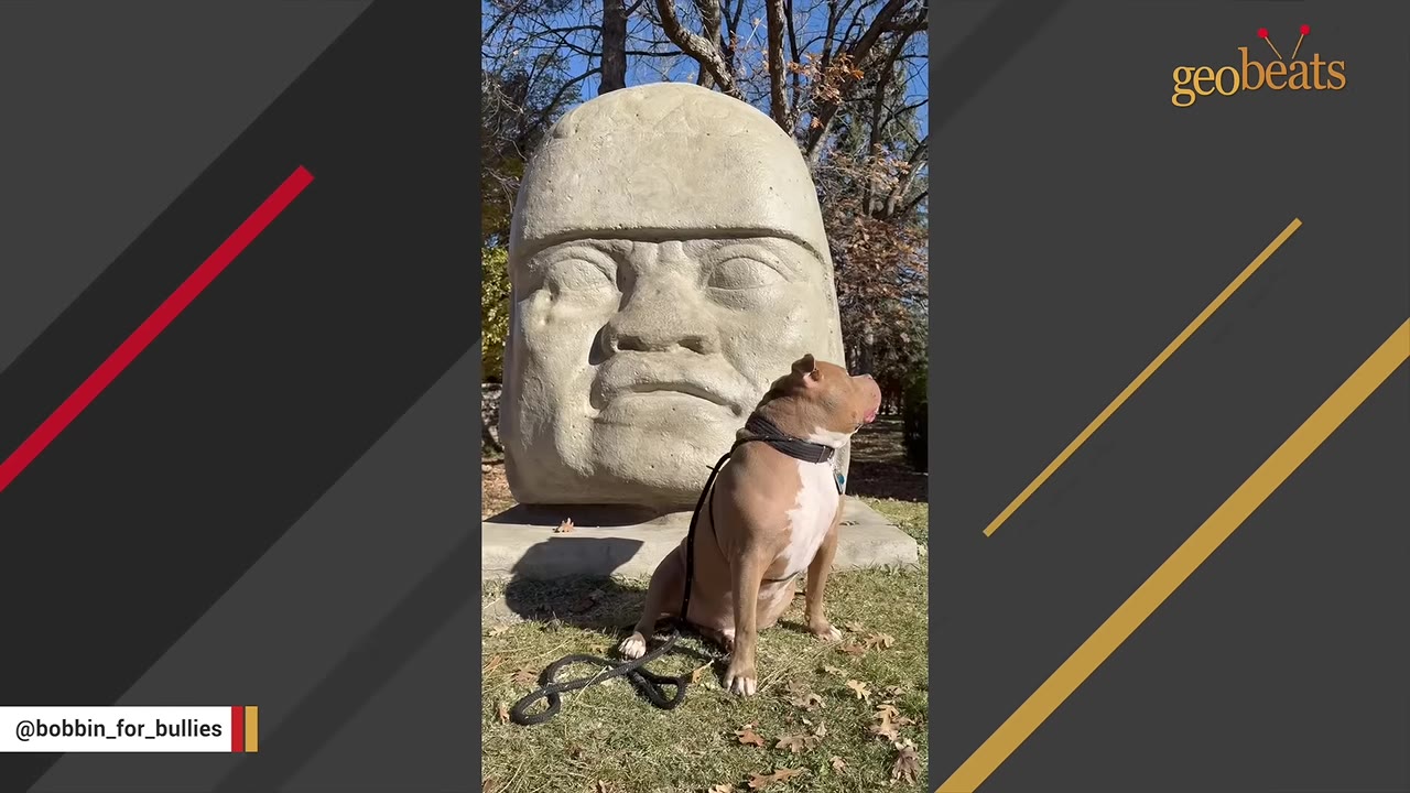 A brown and white pit bull dog sitting on the grass next to a large stone sculpture of a human head.