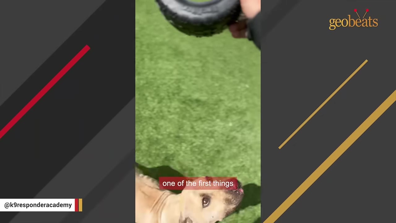 A tan dog looks up eagerly at a small black rubber tire toy held above him on a grassy lawn.