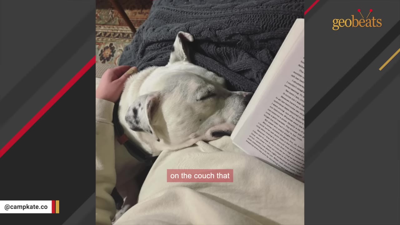 A white dog with black spots on its ears rests its head on a person's lap while being gently petted on the couch.