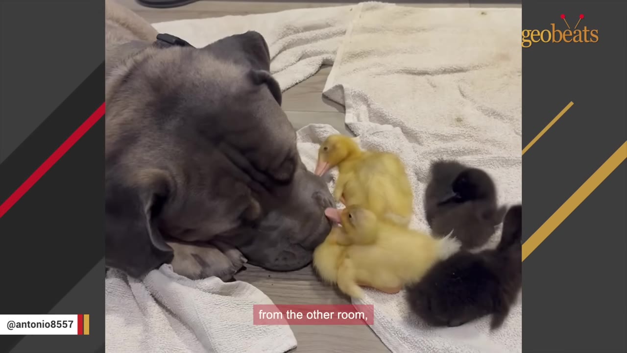 A large grey dog lies on a white towel, gently touching noses with a small yellow duckling surrounded by other yellow and black ducklings.