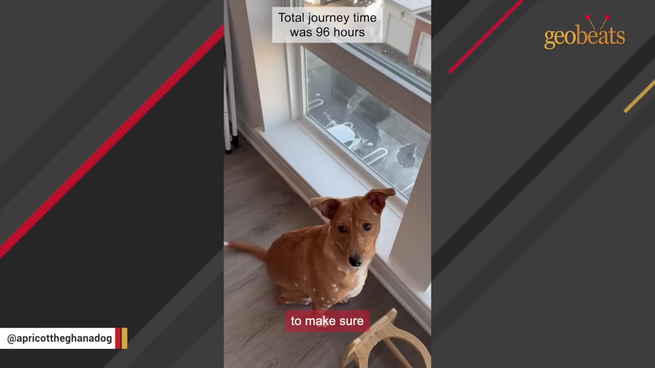 A brown dog with white spots sits on a wooden floor next to a window, looking up at the camera.