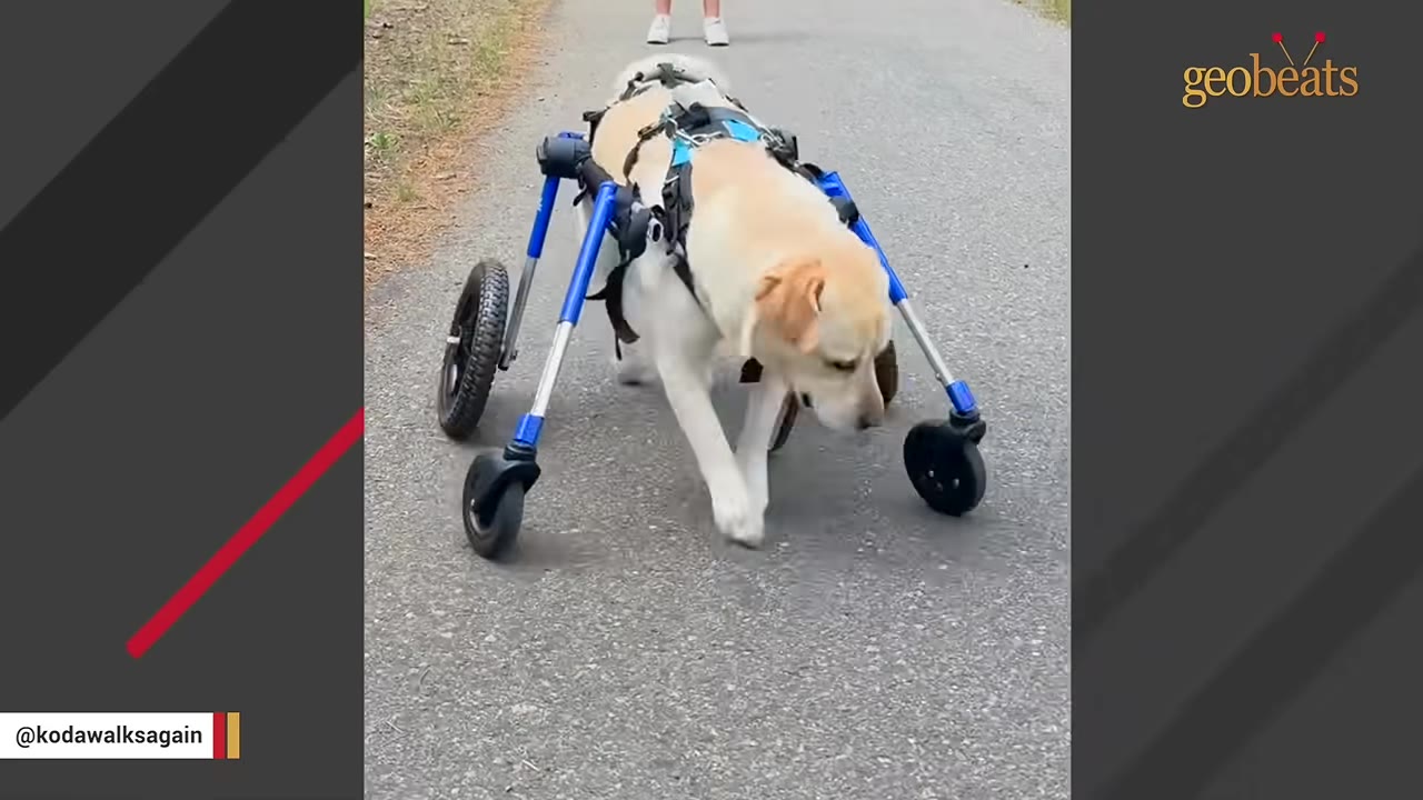 A yellow Labrador Retriever walks forward on a paved path using a blue four-wheeled mobility cart.