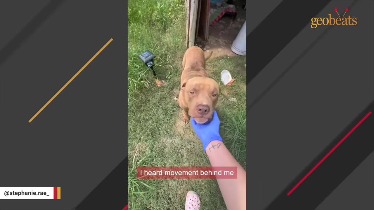 A brown dog standing on the grass looks up trustingly as a person wearing a blue glove gently pats its chin.