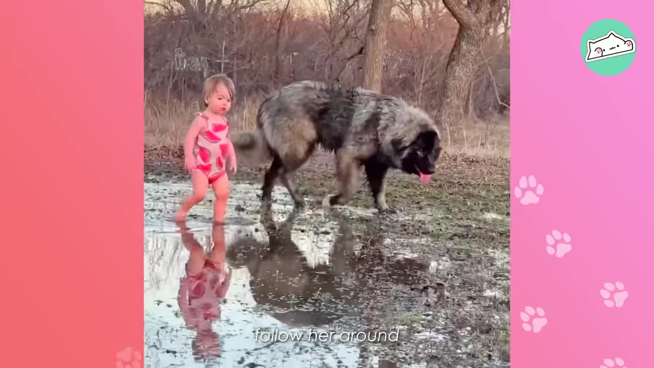 A toddler in a pink swimsuit walks through a muddy puddle on a grassy field next to a large, fluffy Caucasian Shepherd dog.