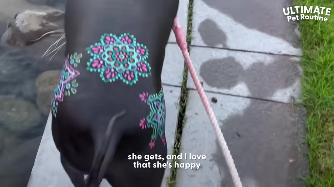 A hairless dog with colorful, intricate mandala-like designs painted on its back walks on a leash outdoors next to a body of water.