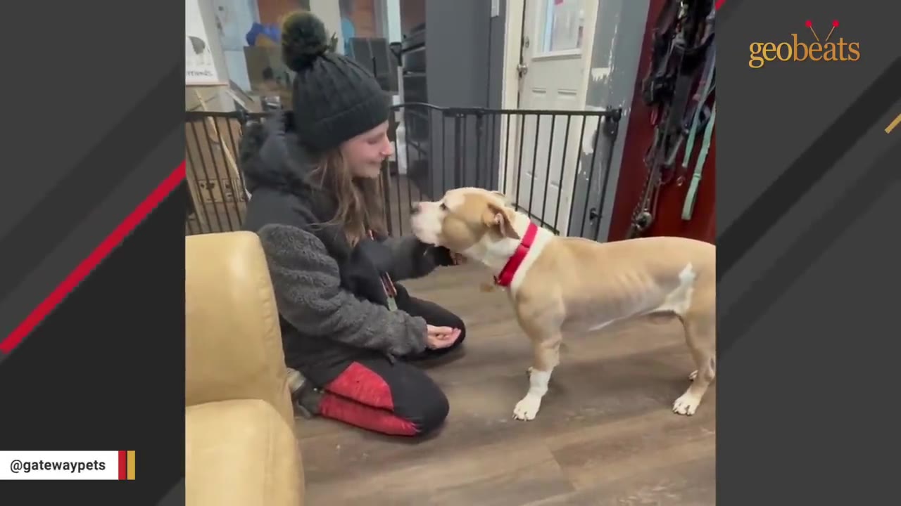 A tan and white dog with a red collar stands on a wooden floor, looking up at a smiling woman wearing a black beanie and jacket who is kneeling beside him.